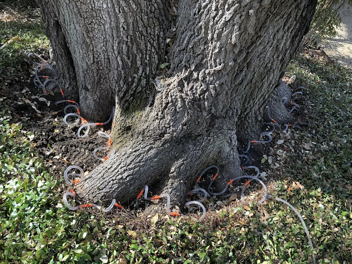 Detailed Tree Cabling and Bracing job site in Sunset