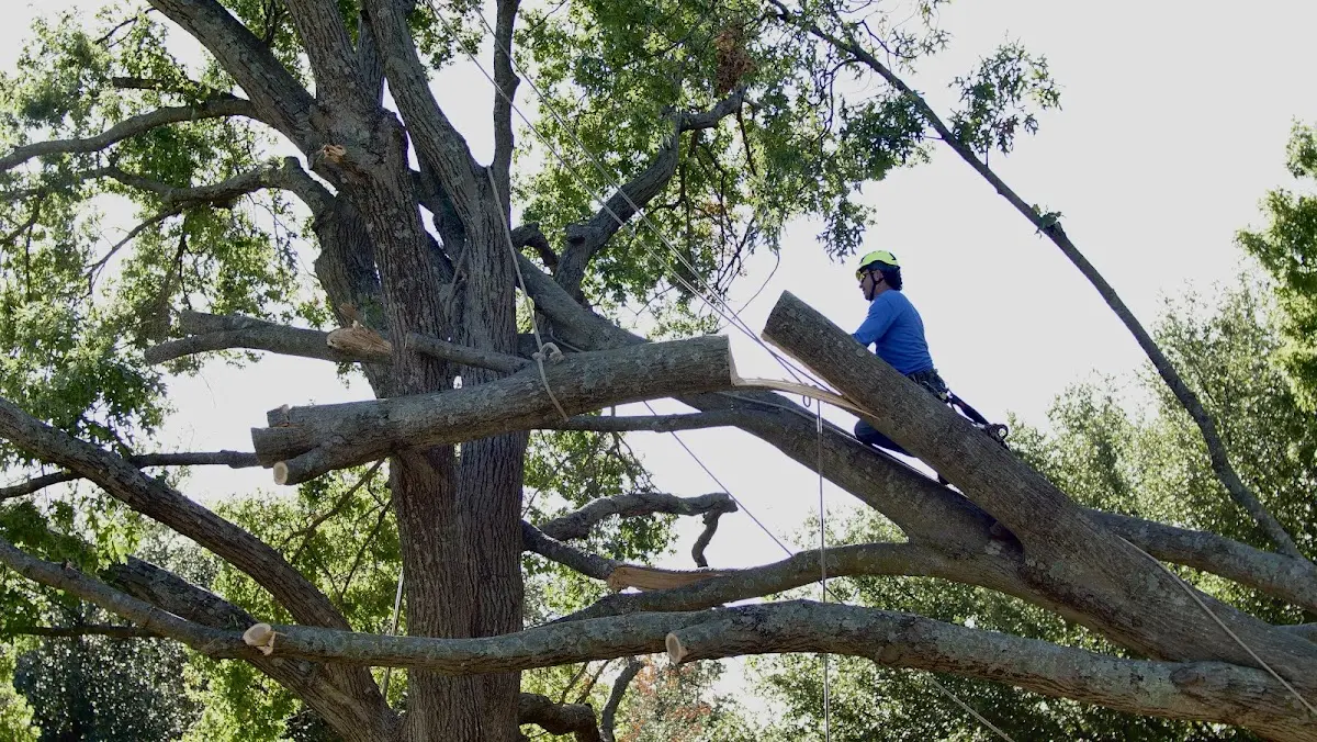 Professional Hazardous Tree Removal performed by certified arborists in Sunset