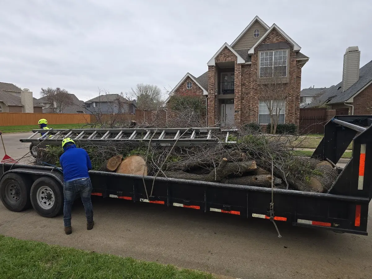 Expert Tree Pest Control with proper safety equipment in Sunset